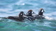 Snowbirds