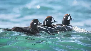 Snowbirds