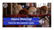 Frosty Ridge Alpaca Sheering