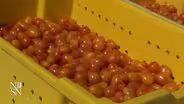 Meet New Jersey’s newest tomato: The Scarlet Sunrise