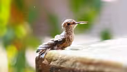 Preview of Hummingbirds of Hollywood