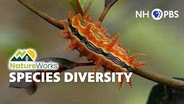 Species Diversity