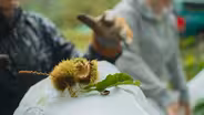 The Ghost Tree: Bringing Back the American Chestnut