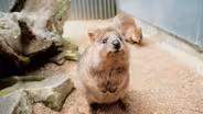 Wild Wonder: Are Quokkas Macropods?