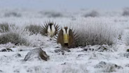 Greater Sage Grouse on the High Desert Photo Essay