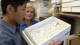 Video thumbnail: A Growing Passion Wild and Wooly: Native Bee pollinators