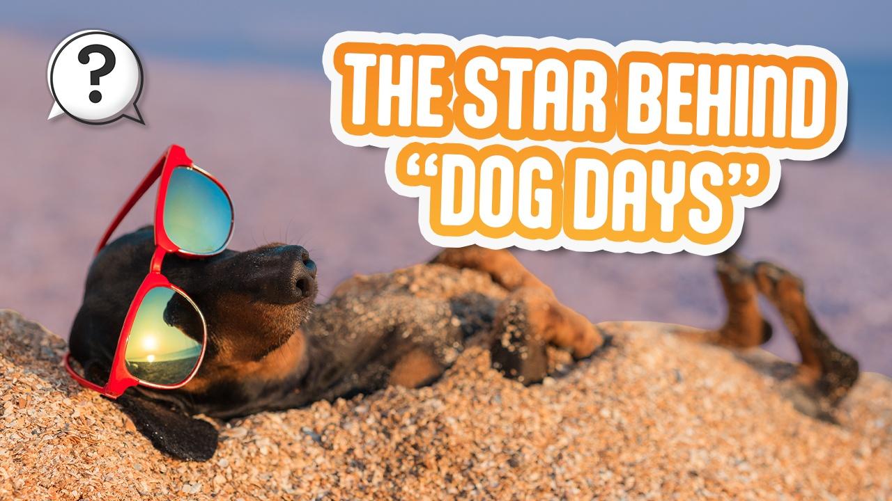 What are the dog days of summer? Probably not what you think. Woof!