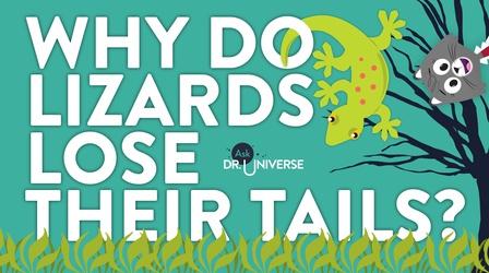Video thumbnail: Ask Dr. Universe Why So Lizards Lose Their Tails?