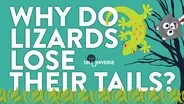 Why So Lizards Lose Their Tails?