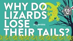 Why So Lizards Lose Their Tails?