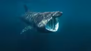 This Gigantic Shark is a Huge Mystery