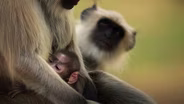 This Pregnant Monkey Is Not Ready (Yet)