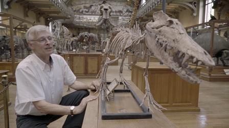 When Whales Walked: Journeys in Deep Time | Preview