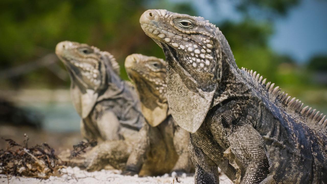 Nature | Cuba's Wild Revolution - Preview
