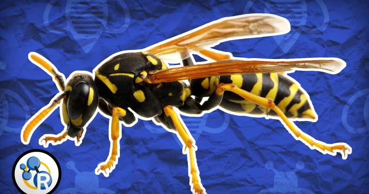 Reactions Why Do Wasps Attack? Season 3 PBS