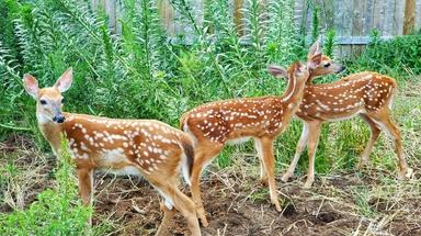 Animal Talk | Fawn Rehabilitation | Episode 16 | Rhode Island PBS Animal Talk | Fawn Rehabilitation | Episode 16 | Rhode Island PBS