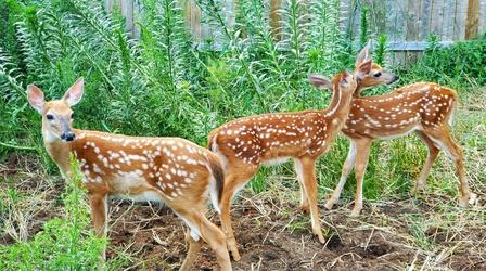 Video thumbnail: Animal Talk Fawn Rehabilitation