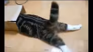 Cat Video Festival
