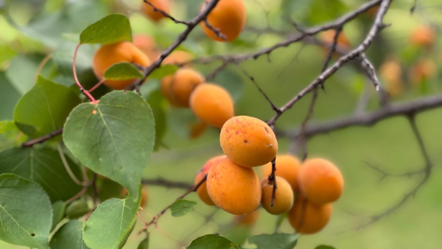 Fruit enthusiast Al Precht of Canby successfully challenged himself to grow and graft apricots.