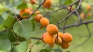 Growing Apricots, Apples and More
