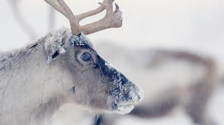 Follow Thousands of Reindeer on an Epic Journey