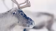 Follow Thousands of Reindeer on an Epic Journey