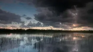 The Swamp: Trailer