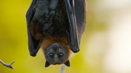 Video thumbnail: Nature Flying Fox Cams Reveal Night Time Escapades