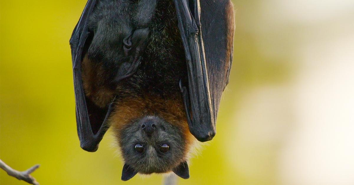 Nature | Flying Fox Cams Reveal Night Time Escapades | Season 40 ...