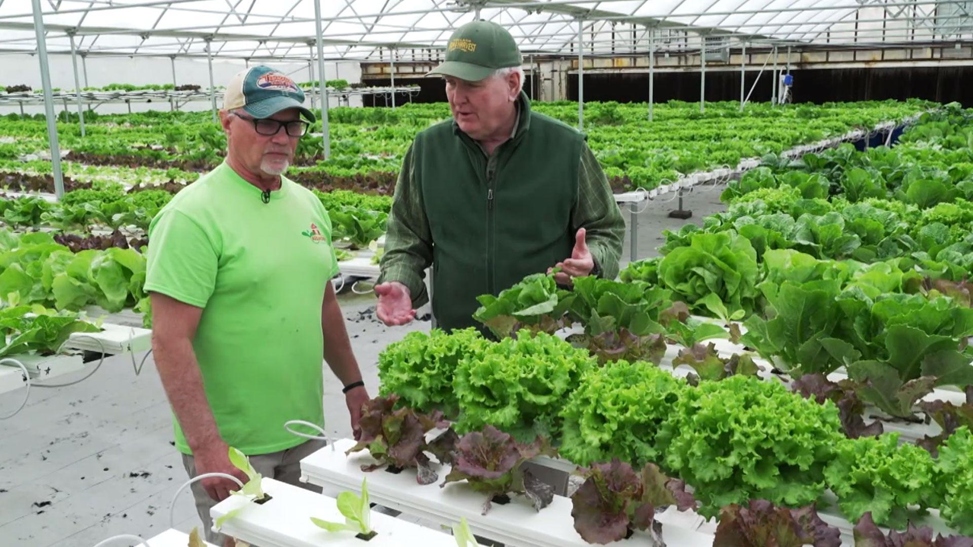 Maryland's food distribution system, growing mushrooms, livestock turned hydroponics farm.