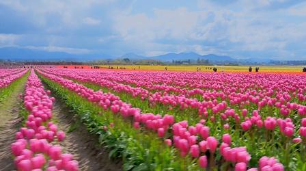 Video thumbnail: Washington Grown Flowers & Tulips