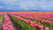 Flowers & Tulips
