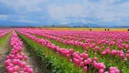 Flowers & Tulips