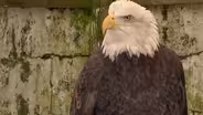 Bald eagles, ospreys removed from NJ endangered list