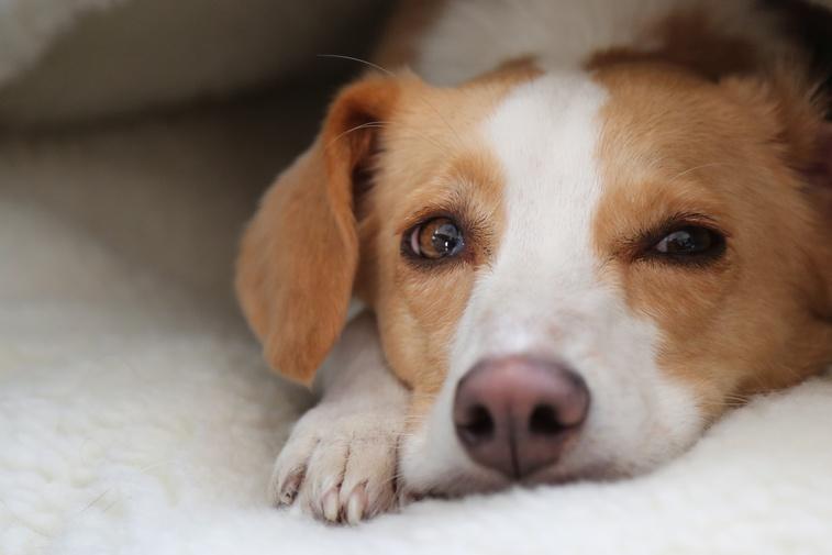 Can Dogs Talk? Poster