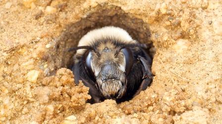 Video thumbnail: Deep Look This Bee Builds Sandcastles at the Beach