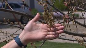 Video thumbnail: Backyard Farmer Backyard Farmer: Reduce Stress of Gardening