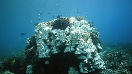 Video thumbnail: Earth Focus Vanishing Coral