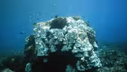 Vanishing Coral