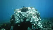 Vanishing Coral