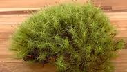 Moss and Lichen