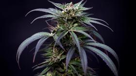Video thumbnail: PBS NewsHour Scientists race to learn how marijuana affects the brain