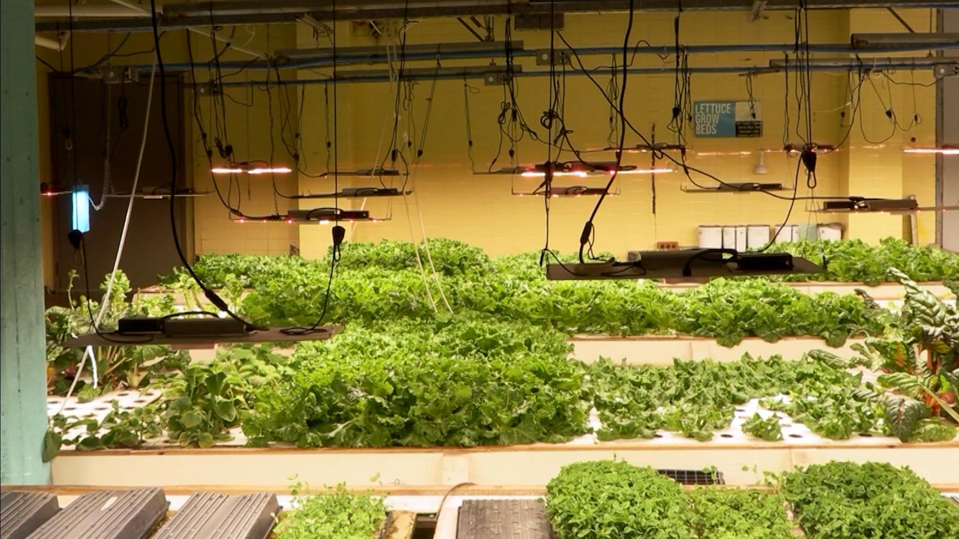 Connecting Community to Local Food Systems