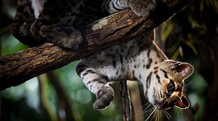Video thumbnail: Nature A Cat That Can Walk Vertically
