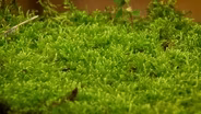 Tips for Growing Moss