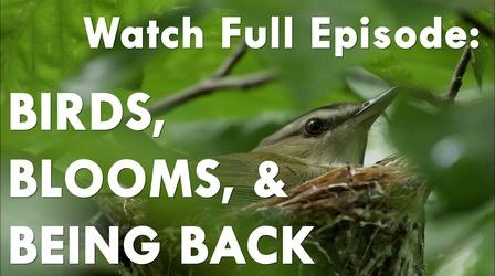 Video thumbnail: Great Lakes Now Birds, Blooms and Being Back