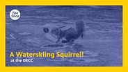 A Waterskiing Squirrel!