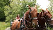 Life in Virginia's Appalachia: Logging