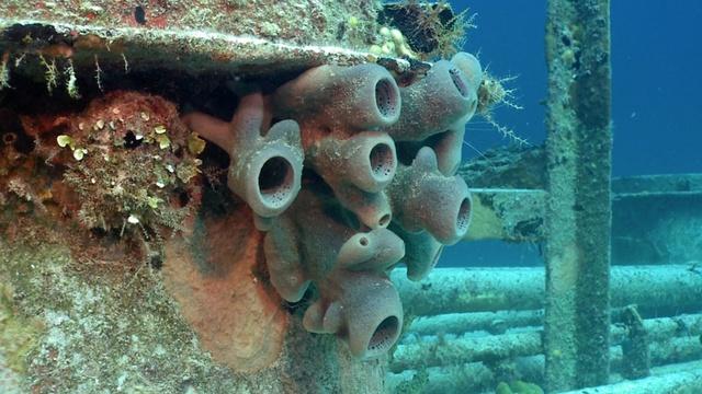 Changing Seas | Sponges: Oldest Creatures in the Sea?