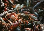 Louisiana drought threatens to create a crawfish shortage